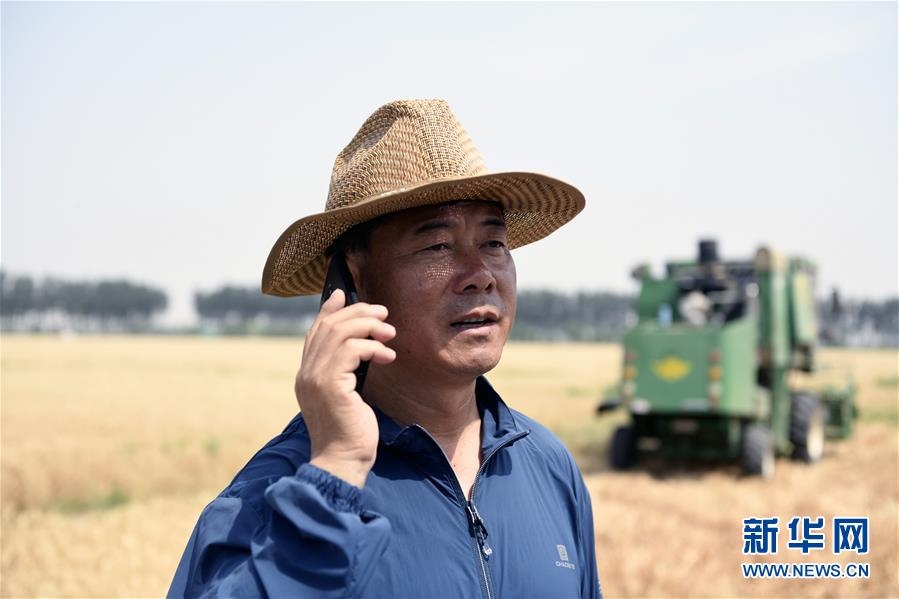 (社會(huì))(3)“糧王”開鐮收麥