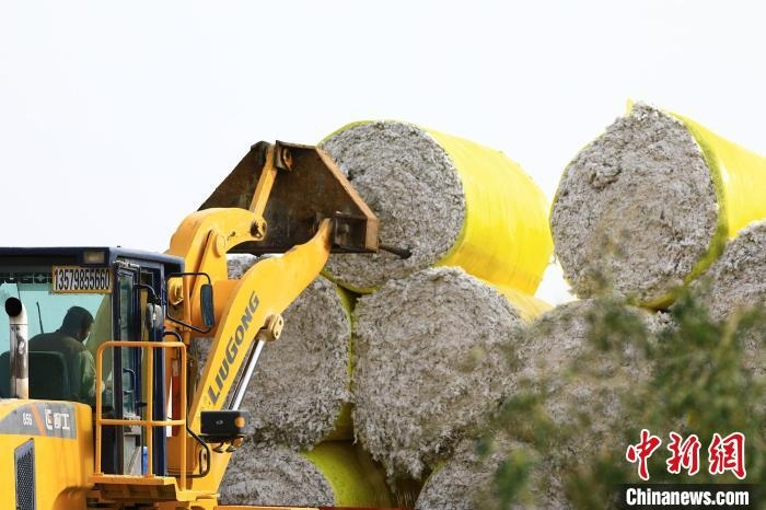 叉車將采棉機(jī)吐出的“金蛋蛋”裝車。　高雙強(qiáng) 攝