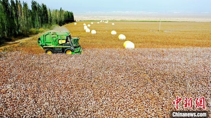 近年來，當(dāng)?shù)孛藁ǚN植戶的生產(chǎn)生活發(fā)生了翻天覆地的變化。　董霜 攝