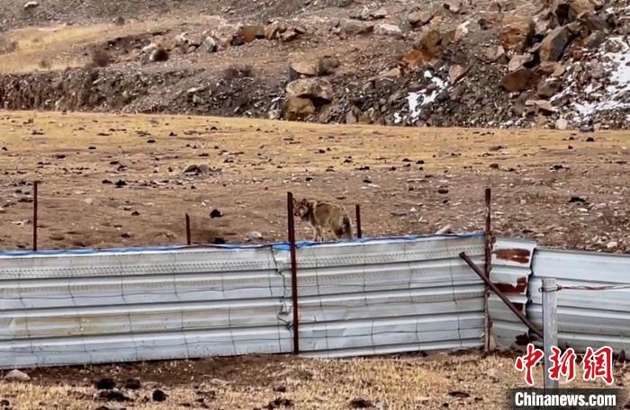 圖為闖入村民家中的野狼?！∨d海縣公安局溫泉派出所供圖