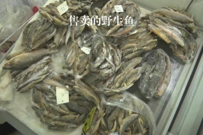 2021年12月6日，督察組現(xiàn)場(chǎng)隨機(jī)抽查發(fā)現(xiàn)，保護(hù)區(qū)附近餐館仍然存在非法經(jīng)營(yíng)野生河魚(yú)的問(wèn)題