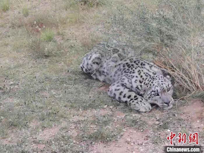 圖為在四子王旗發(fā)現的雪豹(資料圖)。　四子王旗警方供圖
