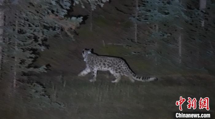 圖為被放歸自然的雪豹(資料圖)?！让晒帕植菥止﹫D。