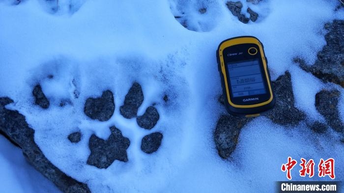 圖為疑似放歸雪豹的足跡(資料圖)?！让晒刨R蘭山國家級自然保護區(qū)供圖