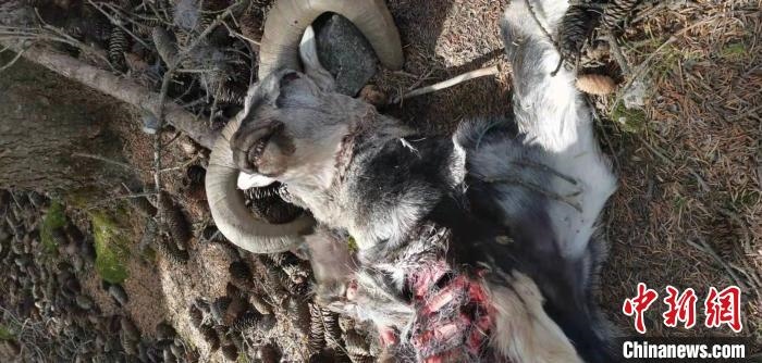 圖為疑似雪豹捕食巖羊的殘骸(資料圖)?！让晒刨R蘭山國家級自然保護區(qū)供圖