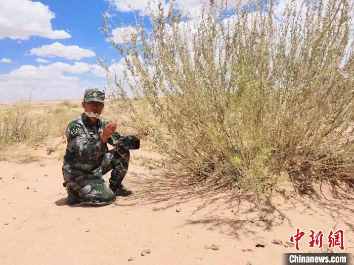 圖為謝寶民查看梭梭長勢。　受訪者供圖