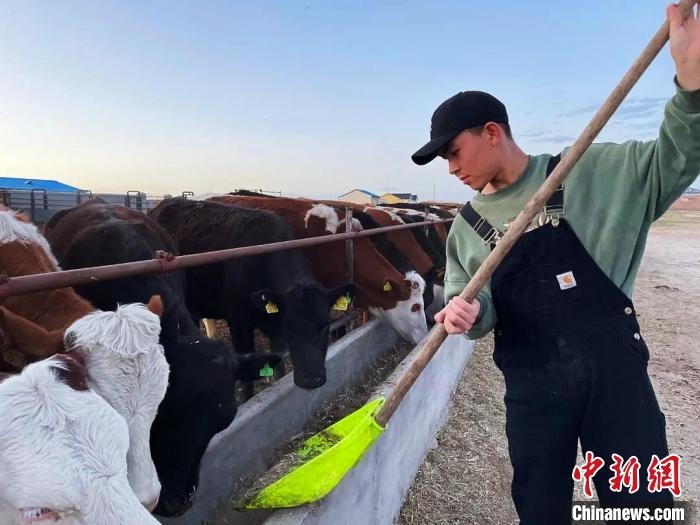 圖為敖木希勒在喂牛?！“侥鞠＠展﹫D