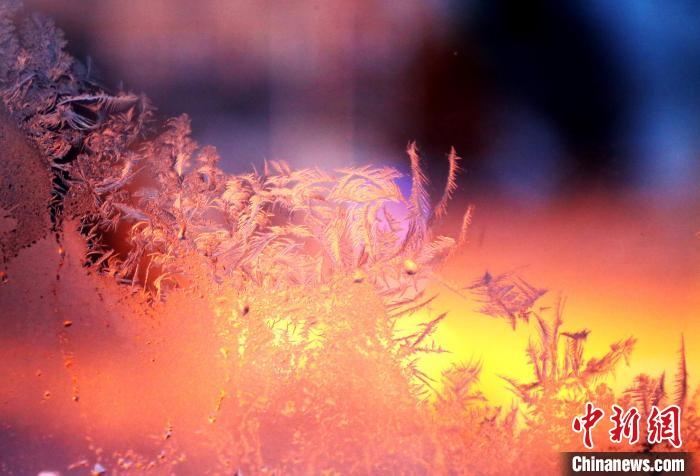 迎著光亮，冰窗花絢麗多姿?！O書程 攝