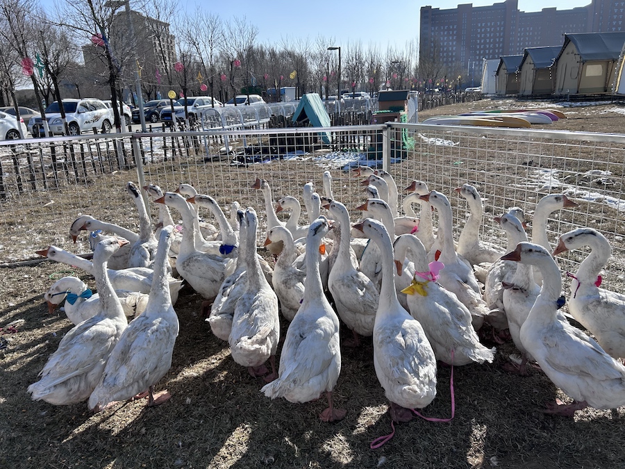 1735731162582822.jpeg WechatIMG72.jpeg