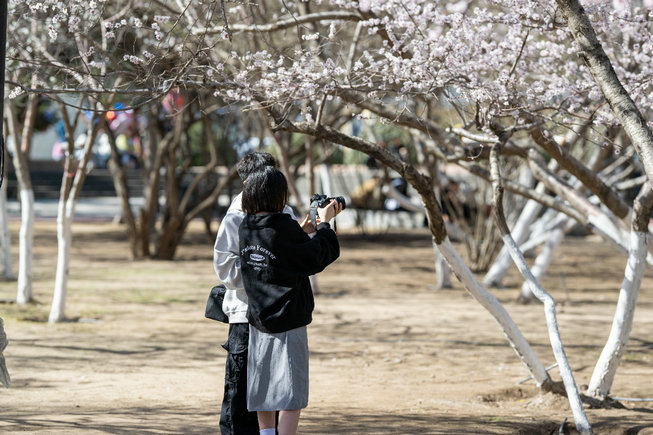 1744085064109447.jpg 桃花7.jpg