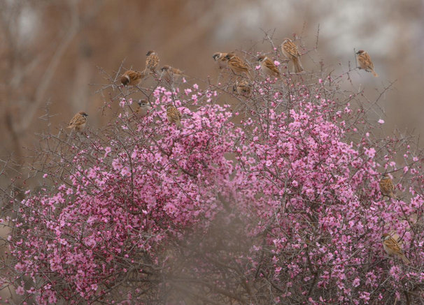 1744184224297263.jpg 土默川3.jpg