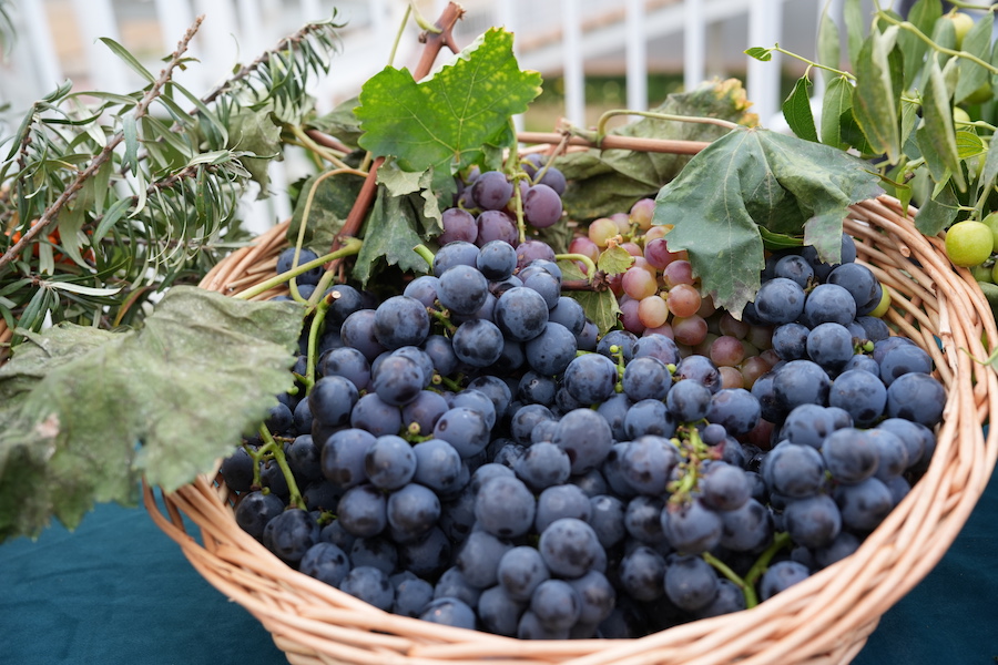 1758032151845918.jpg DSC07310.JPG