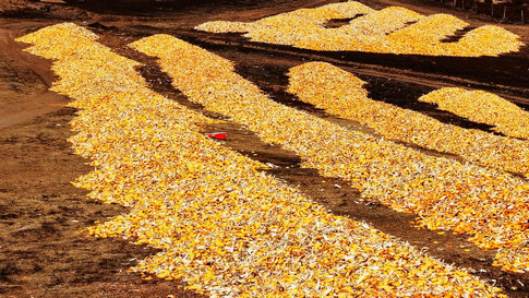 1761531186808481.jpg 玉米3.jpg