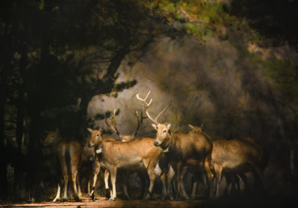 1761634736355356.png 圖片1.png