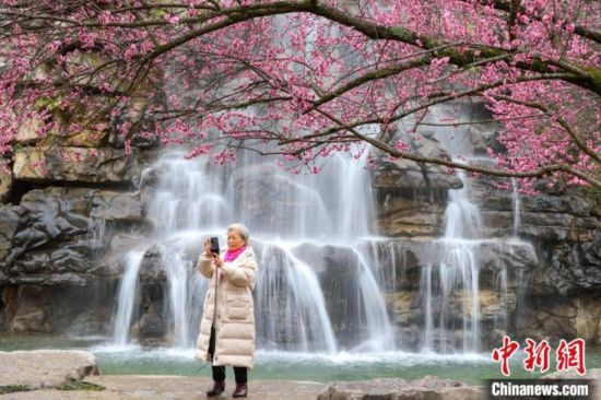 2月23日，市民在乾藝梅園景區(qū)拍攝綻放的梅花。瞿宏倫 攝