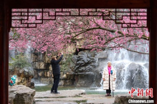 2月23日，市民在乾藝梅園景區(qū)觀賞拍攝綻放的梅花。瞿宏倫 攝