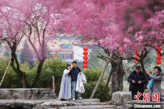 2月23日，市民在乾藝梅園景區(qū)觀賞綻放的梅花。瞿宏倫 攝