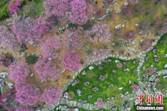 2月23日，航拍乾藝梅園景區(qū)綻放的梅花。瞿宏倫 攝