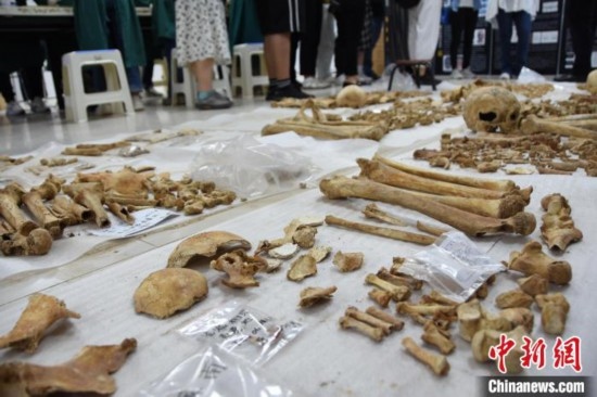 圖為已清理完畢的骨骼標本。王宇 攝