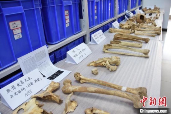 圖為已清理完畢的骨骼標本。王宇 攝