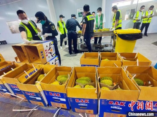 圖為海關(guān)關(guān)員對(duì)進(jìn)口榴蓮進(jìn)行查驗(yàn)。黃艷梅 攝