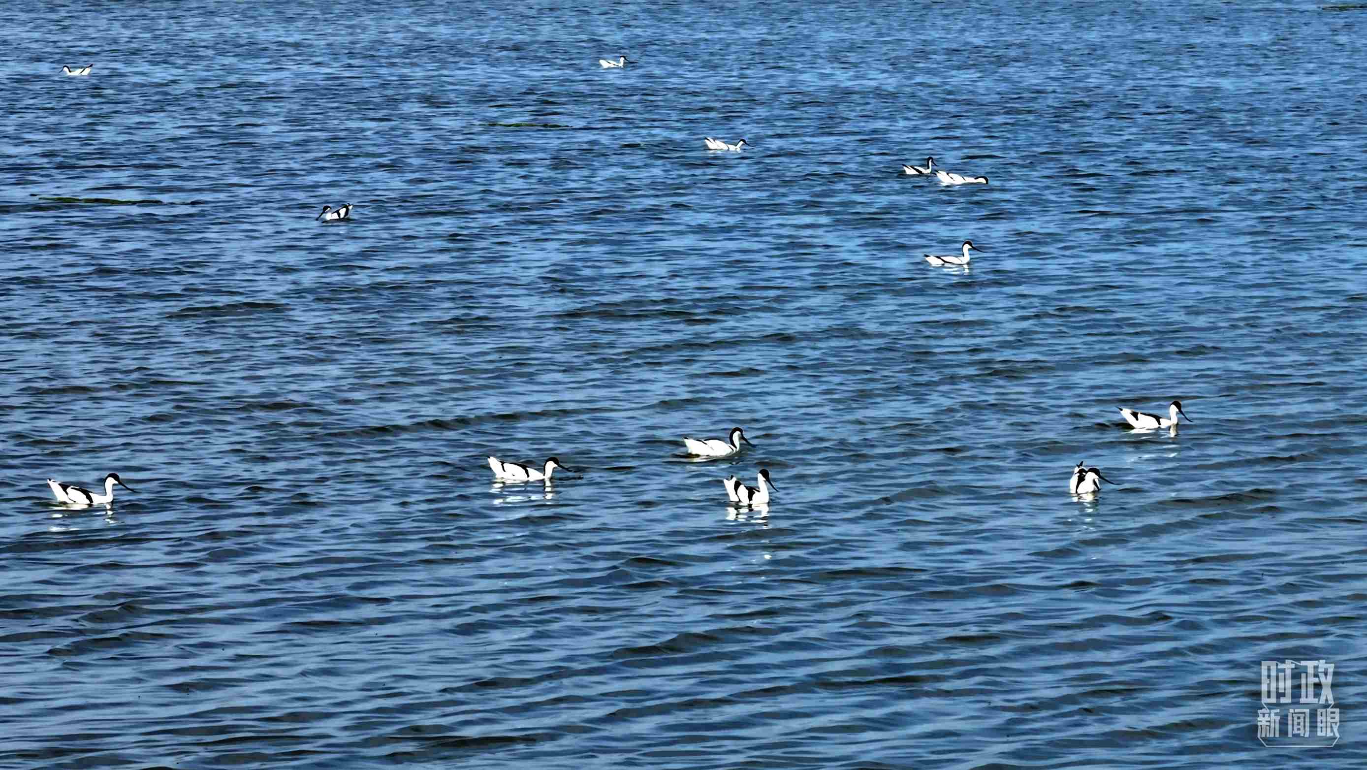 △鹽湖棲息的鳥類。（總臺記者裴大偉、康曉宇拍攝）