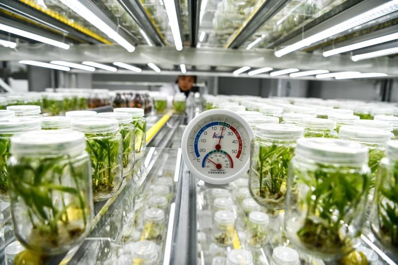 工作人員在貴陽市開陽縣南江蔬菜良種繁育中心的組培中心查看姜苗生長情況（2023年5月23日攝）。新華社記者 楊文斌 攝
