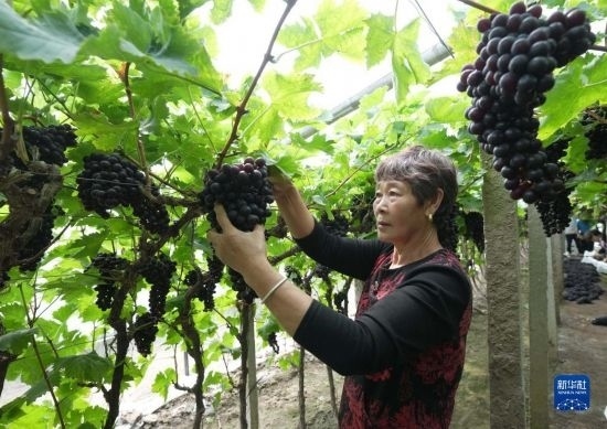 5月26日，唐山市海港經(jīng)濟開發(fā)區(qū)王灘鎮(zhèn)趙灘村農(nóng)民在大棚內(nèi)采摘葡萄。