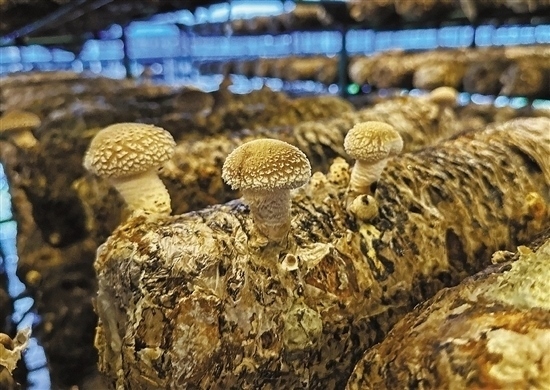 龍游數智大棚種植的花菇。 記者 祝梅 攝