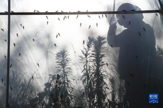 6月21日，山東省樂陵市西段鄉(xiāng)岔河村東亞飛蝗養(yǎng)殖基地的養(yǎng)殖戶在大棚內(nèi)忙碌。新華社記者 范長國 攝