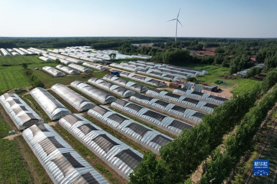 這是6月21日在山東省樂陵市西段鄉(xiāng)岔河村拍攝的東亞飛蝗養(yǎng)殖基地（無人機照片）。新華社記者 范長國 攝