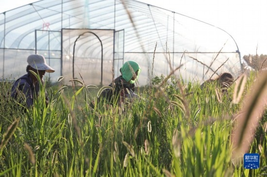 6月21日，山東省樂陵市西段鄉(xiāng)岔河村東亞飛蝗養(yǎng)殖基地的螞蚱養(yǎng)殖戶在割草。新華社記者 范長國 攝