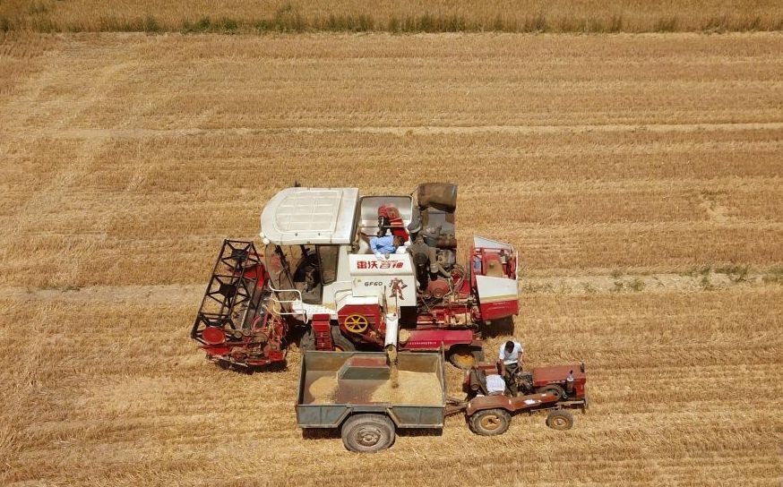 2023年6月14日，在山東省臨邑縣林子鎮(zhèn)，聯(lián)合收割機(jī)在收獲小麥。