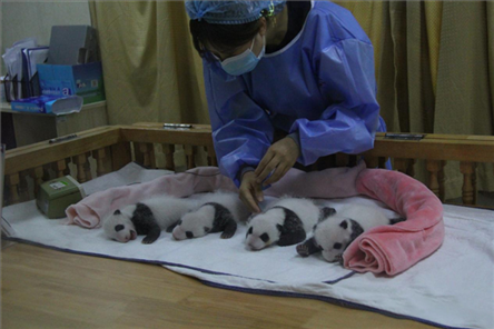 成都大熊貓繁育研究基地成立于1987年，先后攻克了大熊貓人工飼養(yǎng)與管理、繁殖與育幼、疾病防控與種群遺傳管理等關(guān)鍵技術(shù)難題，建成全球最大的大熊貓人工繁育遷地保護(hù)種群，數(shù)量達(dá)230余只。（圖片來源：成都大熊貓繁育研究基地網(wǎng)站）