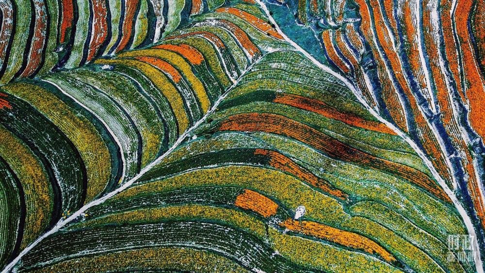 寧夏彭陽縣。萬壽菊與格桑花盛開在錯落的山間梯田上。（總臺國廣記者李晉拍攝）