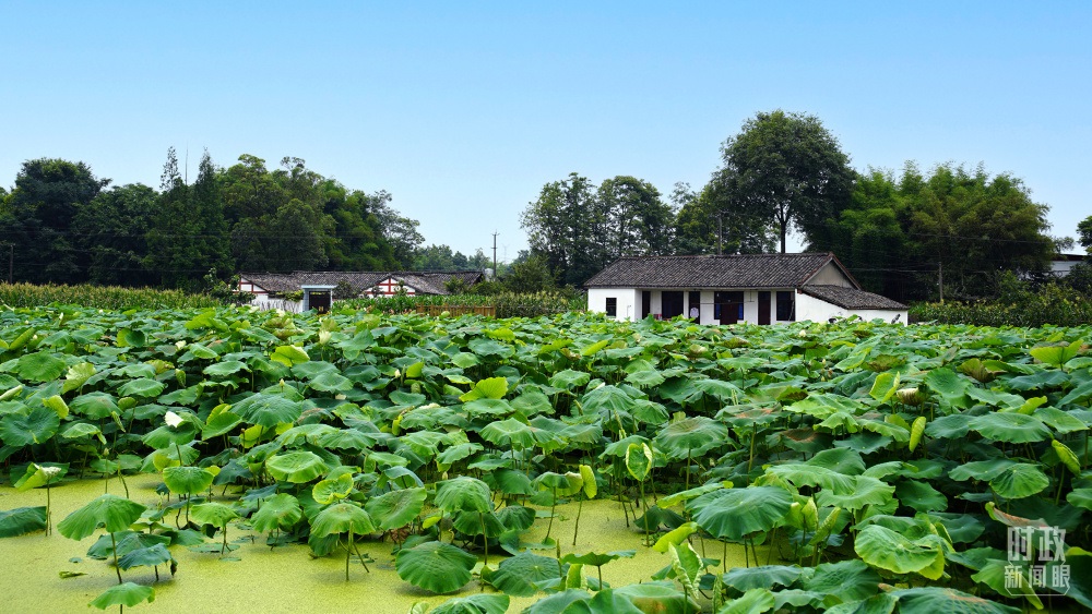 四川眉山，永豐村荷塘。2022年6月，習(xí)近平曾到此調(diào)研鄉(xiāng)村振興情況。（總臺央廣記者潘毅拍攝）