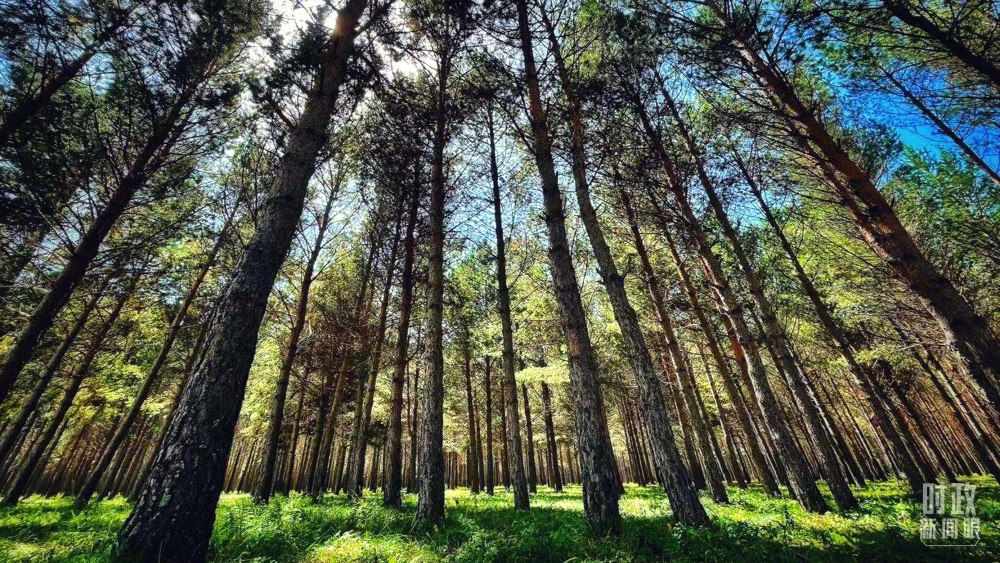 河北塞罕壩。（總臺央視記者謝曉光拍攝）