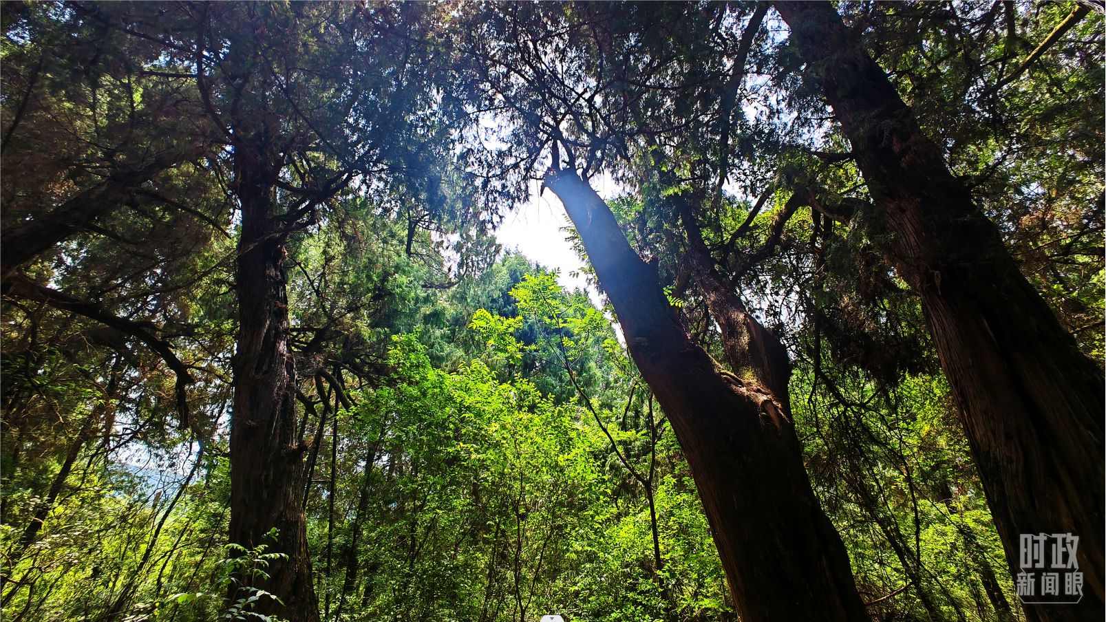 △翠云廊內(nèi)，古柏郁郁蔥蔥。（總臺(tái)央視記者程鋮拍攝）