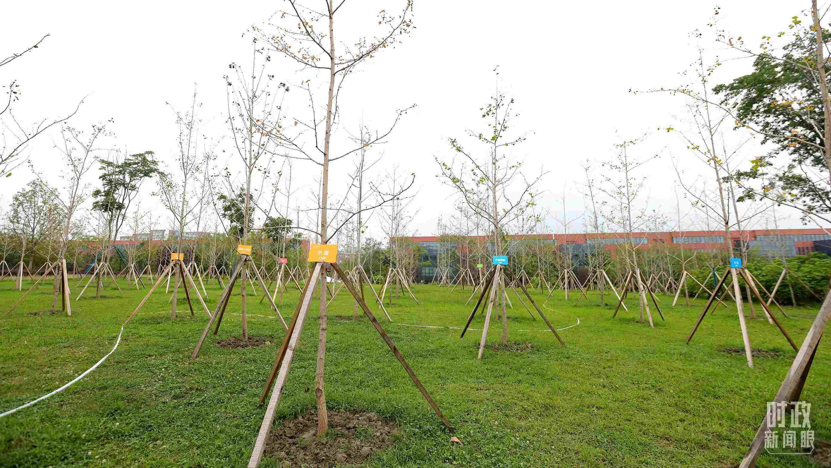 成都大運(yùn)村內(nèi)專門種植了友誼林，各國(guó)代表團(tuán)都可認(rèn)領(lǐng)。