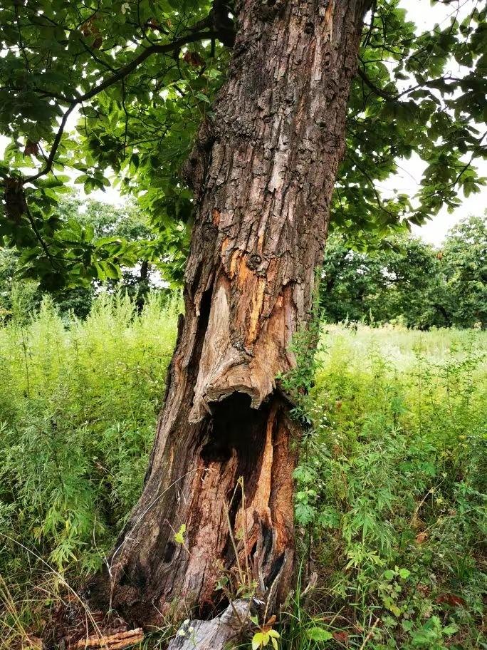 圖為2021年10月拍攝的秦嶺北麓百年板栗古樹遭破壞情況。人民網(wǎng)記者 吳超攝