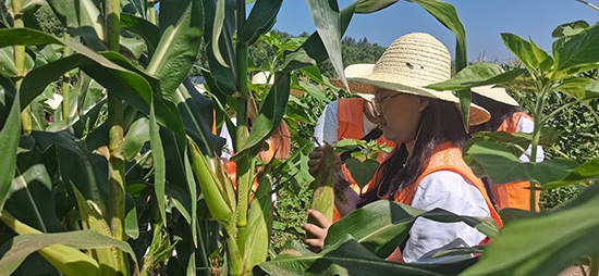 北京工商大學(xué)組織學(xué)生開展暑期社會實踐。學(xué)校供圖