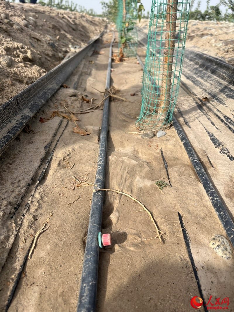 水肥一體化滴灌技術(shù)，可極大節(jié)約用水量。人民網(wǎng)記者 常雪梅攝