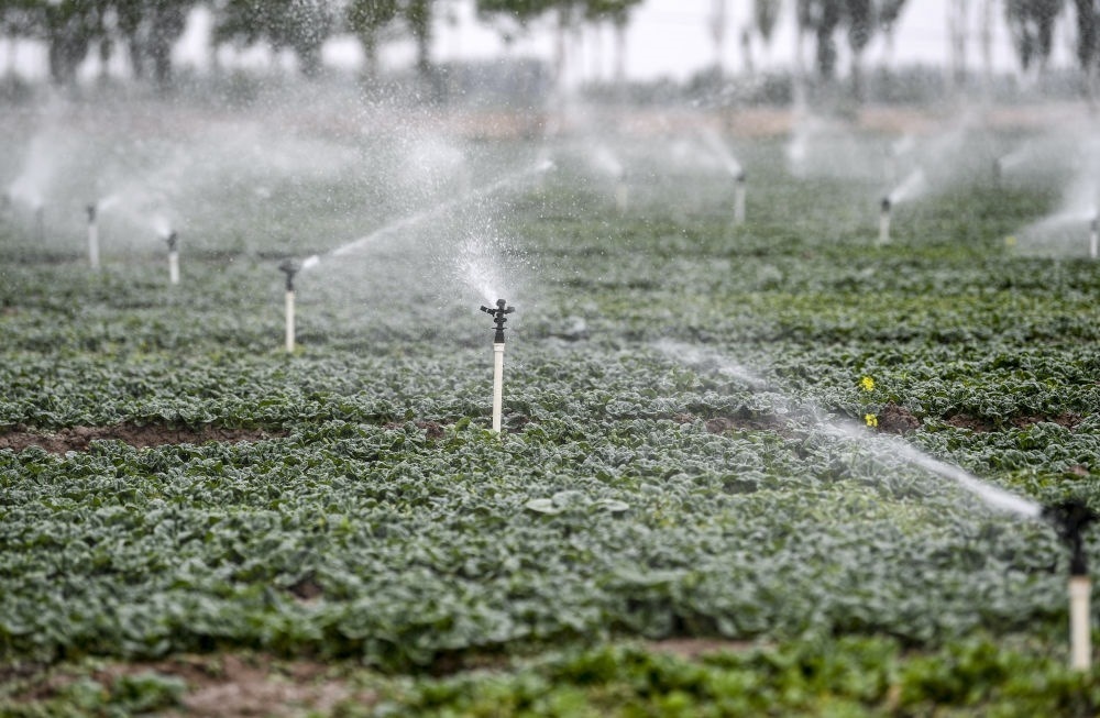 2023年5月25日，在寧夏銀川市永寧縣望洪鎮(zhèn)宋澄村冷涼蔬菜種植基地，小型噴灌節(jié)水設(shè)備在進(jìn)行噴灌作業(yè)。新華社記者 馮開華 攝