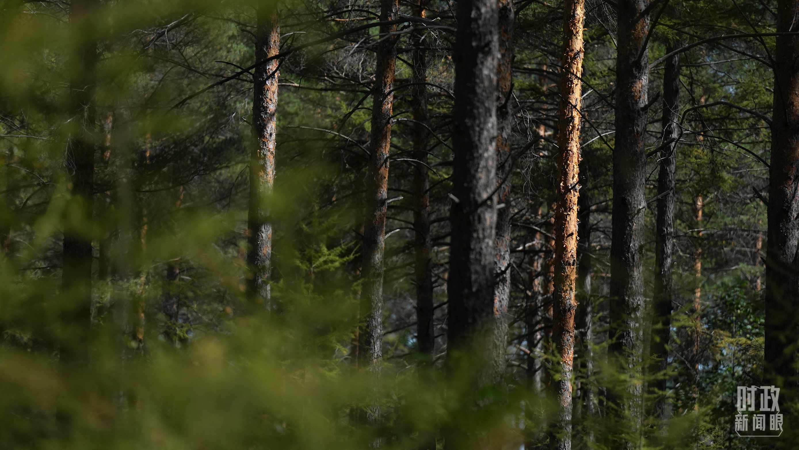 △漠河林場有天然林3.54萬公頃、蓄積量325.3萬立方米。（總臺國廣記者李晉拍攝）