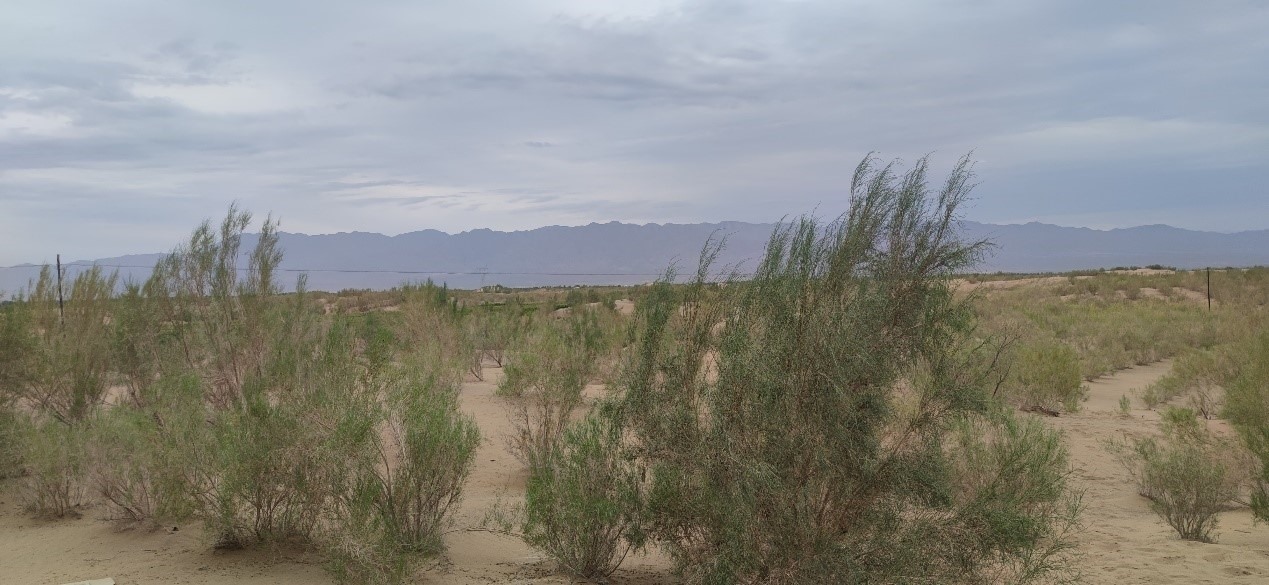 曾經(jīng)的荒漠現(xiàn)已被大面積梭梭林覆蓋。張璐璐 攝