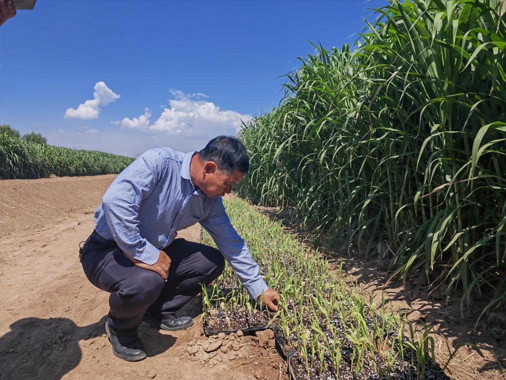 高級農(nóng)藝師周興德向記者介紹巨菌草幼苗（2023年9月1日攝）。新華社記者馬麗娟 攝
