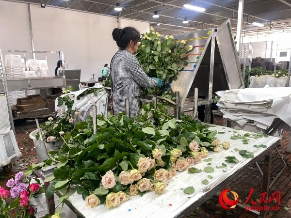 車間工人在整理花束。人民網(wǎng) 周靜圓攝