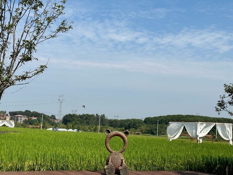 林語未來村打造農(nóng)家畈田園綜合體。人民網(wǎng) 王紹紹攝