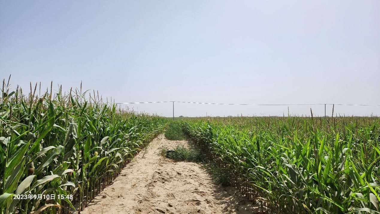 玉米改良40天后對比（左邊為改良組，右邊為對照組）。胡樹文團(tuán)隊(duì)供圖