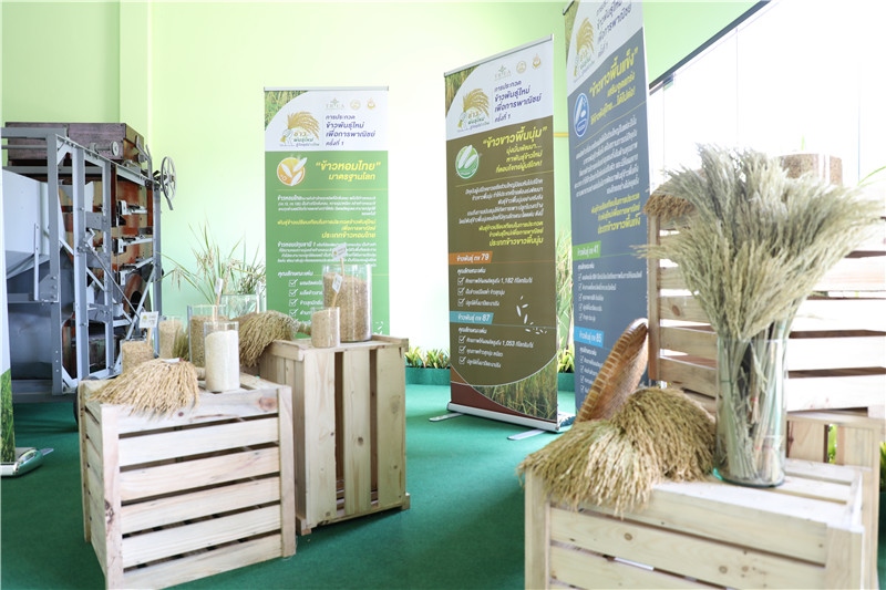 圖為泰國農業(yè)與合作社部培育的優(yōu)質稻種。泰國商務部供圖